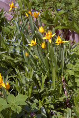Fototapeta na wymiar Bieberstein Tulip (Tulipa biebersteiniana) in garden