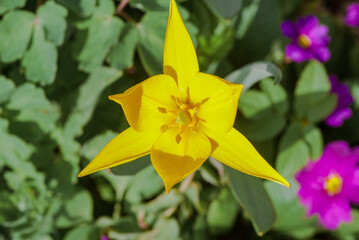Bieberstein Tulip (Tulipa biebersteiniana) in garden