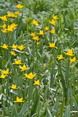 Bieberstein Tulip (Tulipa biebersteiniana) in garden