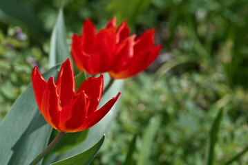 Fototapeta premium Tulipa praestans 'Fusilier' in garden