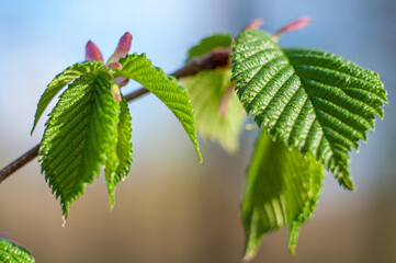 Spring young tree leaves close-up on a blue background. Botanical theme with beautiful bokeh and selective focus.