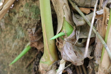 Cardamom plant stem part where pods will be grown sometimes called as cardamon or cardamum