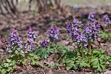 Solid-tubered Corydalis (Corydalis solida) in forest, Central Russia