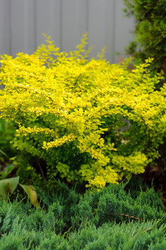 Yellow bush Berberis thunbergii Aurea in the garden, the legs of the bush are covered with blue chip juniper. Ornamental plant as background, soft focus.