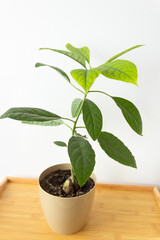 Avocado tree with big green leaves in a flower pot on the wooden table. Grows from a seed. White background.