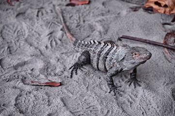 Closeup portrait of iguana on a sand