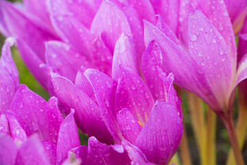 Purple crocuses blooming in early spring through the snow, the first flower of spring