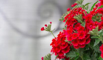 Flowering of red verbena hybrid (Verbena hortensis) in the garden, garden decoration