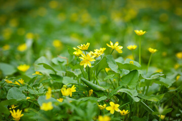 Yellow spring flowers in the meadow. Spring primroses. Close up