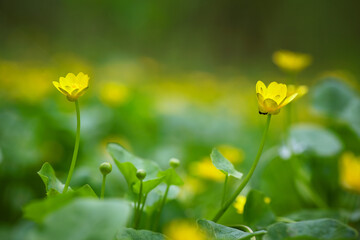 Yellow spring flowers in the meadow. Spring primroses. Close up