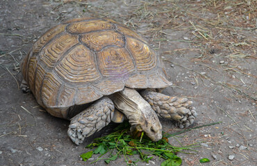 turtle on the ground eating grass