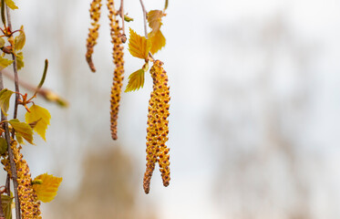Spring background, birch, birch branch with catkins in the sun in early spring