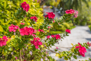 Fototapeta na wymiar Close-up of Dipladenia Sundaville red pink flowers with blurred tropical garden background. Exotic floral nature, sunny day