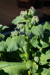 Borage plant with sturdy leaves and young bright green basil growing in container garden