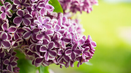 Beautiful purple lilac variety Sensation (Sensation) spring in the garden