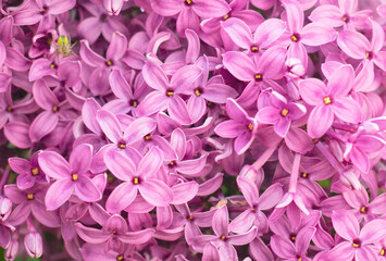 Beautiful purple lilac of the Persian variety, blooming in the spring in the park, texture