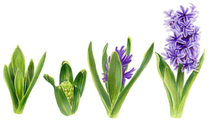 Fototapeta premium Botanical illustration Stages of hyacinth growth. Set of leaves of a budding violet hyacinth and blossom. Watercolor Spring flower.