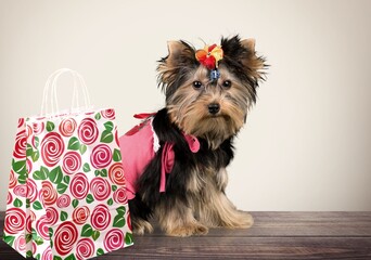 Little cute dog with bags from black friday sale