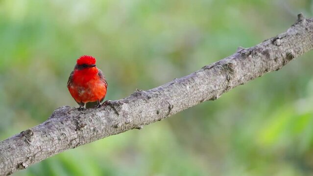 Vibrant bright red plumage, scarlet flycatcher, pyrocephalus rubinus perching on tree branch against beautiful foliage background, alerted by surrounding sounds at ibera wetlands, pantanal reserves.