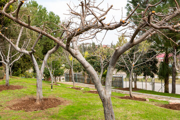 Pruned fruit trees. Fruit tree branches in the foreground in selective focus. Gardening, spring, farming concept.