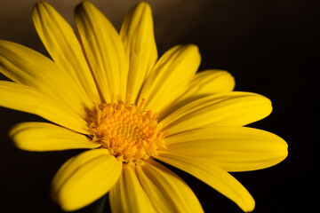 Close-up background photo of yellow Euryops pectinatus flower on black background. Reproductive organs of Euryops pectinatus flower in selective focus. Yellow flower wallpaper.