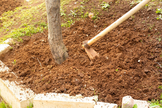 Hoeing fruit tree bottoms. Horticultural hoe on the ground. Gardening, spring, farming concept.