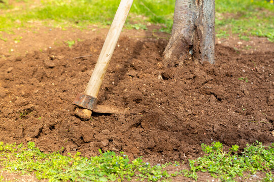 Hoeed fruit tree and horticultural hoe on the ground. Horticultural hoe in selective focus. Gardening, spring, farming concept.