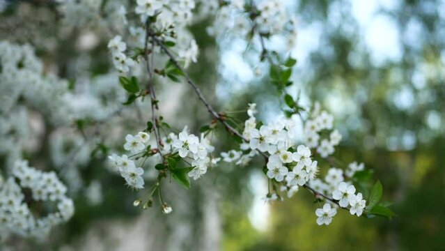 Blooming cherry in the spring garden. Beautiful little flowers on the branches of a cherry tree.