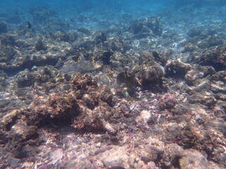 モルディブ　ヒマフシ島の魚