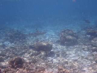 モルディブ　ヒマフシ島の鮫