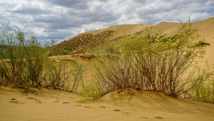 small bushes of grass fluttering in the wind on the sand dunes