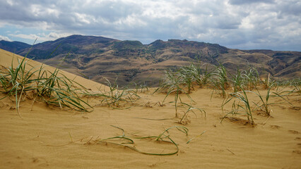 small bushes of grass fluttering in the wind on the sand dunes