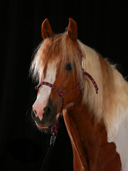Horse pony spotted with rope halter, head portraits with neck base in front of a black background upright..