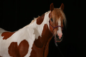 Horse Pony with rope halter against a black background, photographed from the side with proportion...