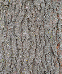texture background design tree trunk bark