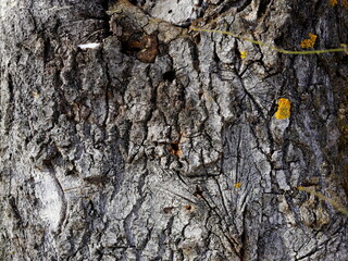 Background with wood texture and bark. 