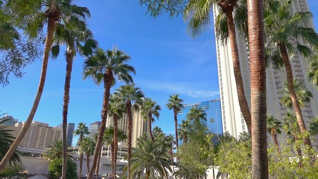Under palm trees in Las Vegas in slow motion 250fps