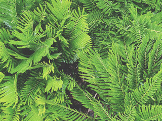 fern leaves