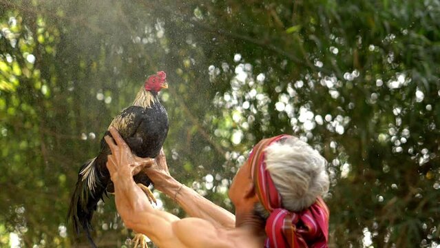 Slow motion shot, Asian senior man blowing water to his fighting cock, Take care and cleaning it.