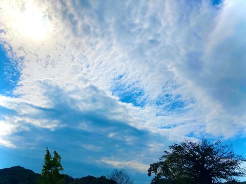 青い空と赤穂の木　Blue sky and Ako tree