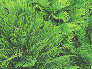 fern leaves