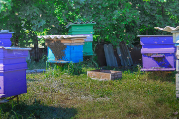 Bee pasika in the countryside