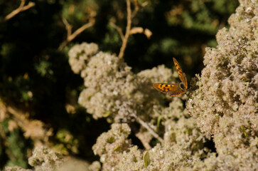 Butterfly small copper Lycaena phlaeas. Garafia. La Palma. Canary Islands. Spain.