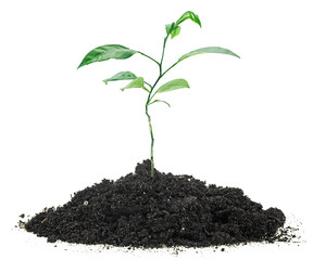 Small green sprout of pomelo fruit in the ground, white background. Isolated image.