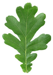 Obraz premium Green Oak Leaf isolated on a white background, top view. Clipping Path.