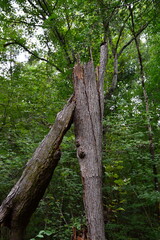 Sumpf Landschaft im Congaree National Park, South Carolina