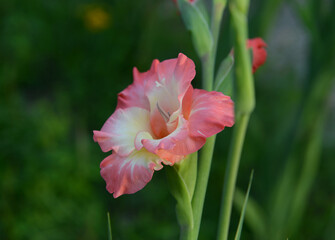 Summer still life with beautiful gladiolus flowers outside in the garden.  Vintage botanical background with plants, home hobby still life with gardening objects and nature.