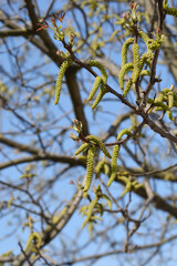 Common walnut