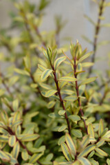 Shrubby Veronica Goldrush