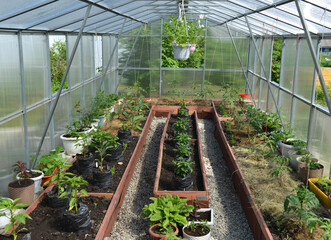 Summer still life with young vegetables in greenhouse outside in the garden.  Vintage botanical...